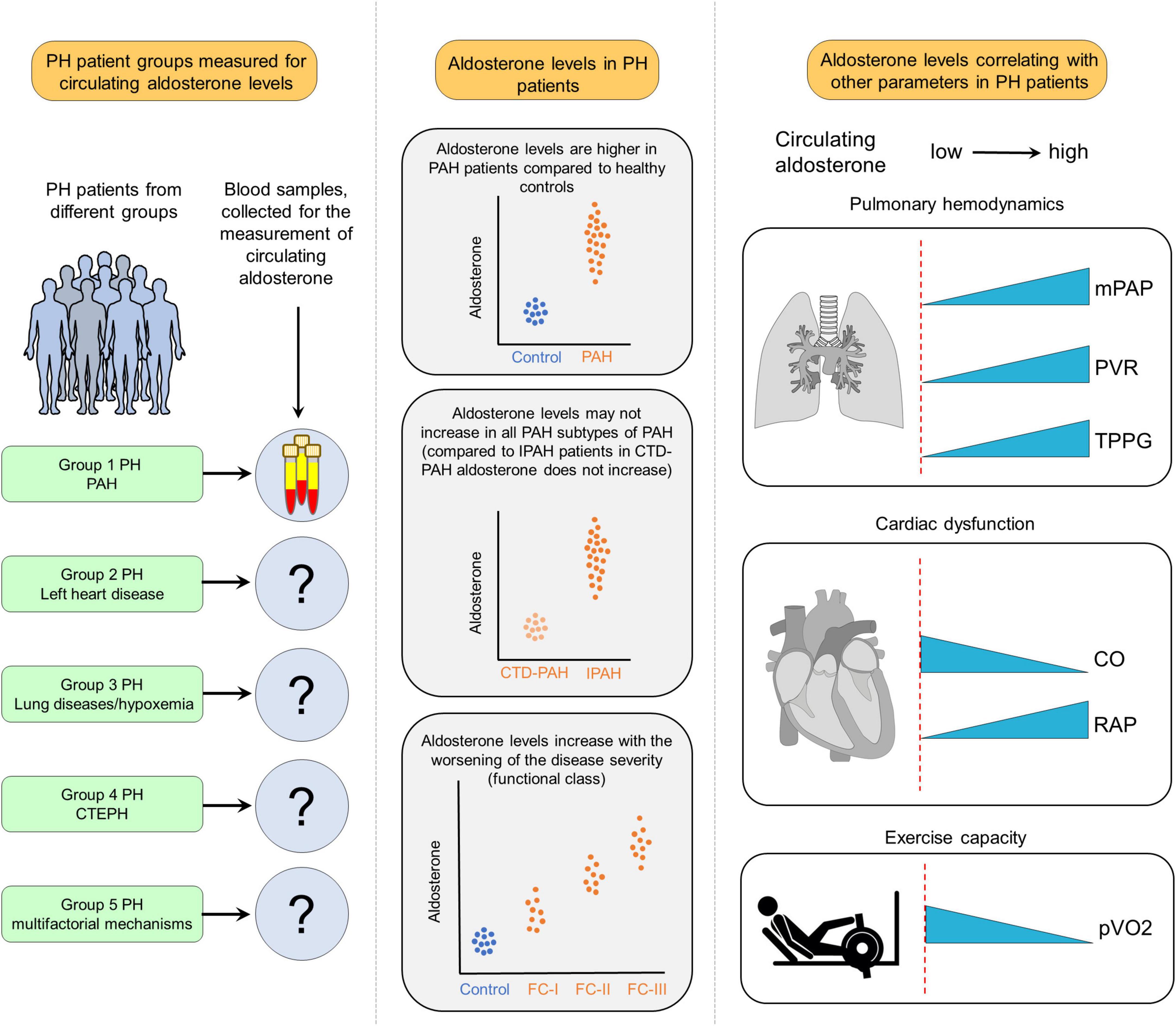 Therapeutic targeting of mineralocorticoid receptors in pulmonary hypertension: Insights from basic research